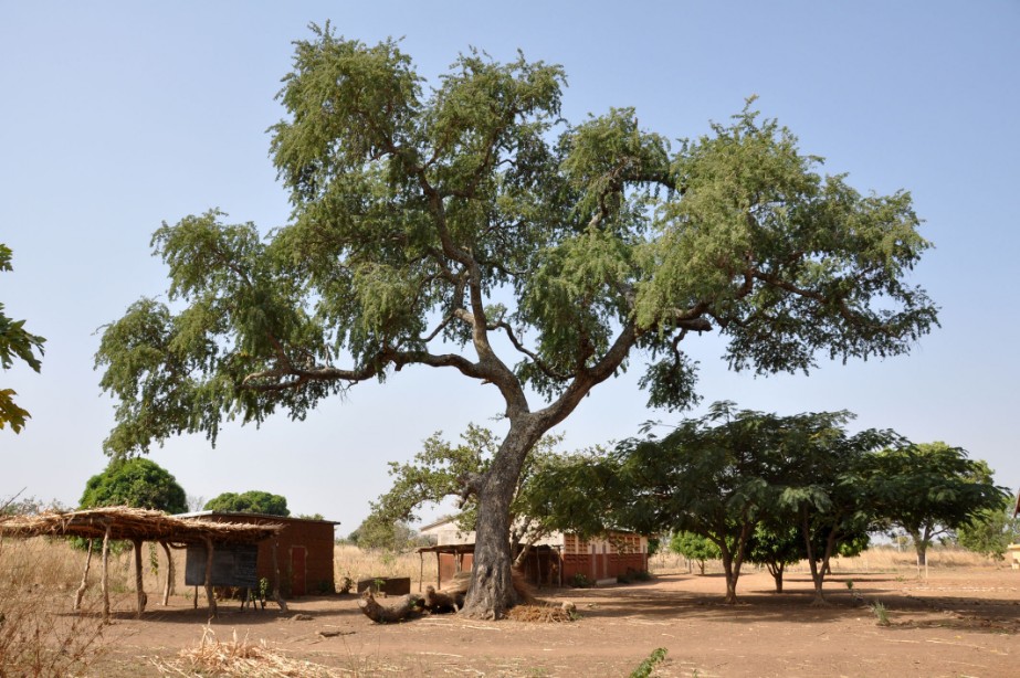 Plantation d'arbres dans les écoles