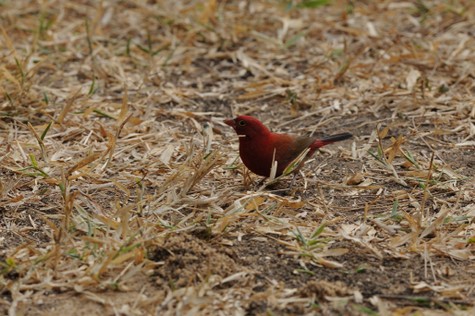 Amarante du Sénégal-Lagonosticta senegala-Red-billed Firefinch (13).jpg