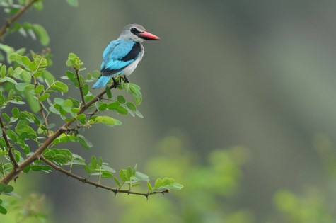 Martin-chasseur du Sénégal-Halcyon senegalensis-Woodland Kingfisher 4 (4).jpg