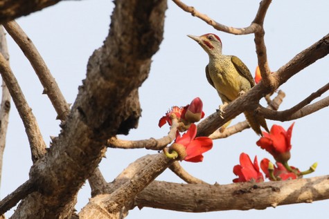 Pic à queue dorée-Campethera abingoni - Golden-tailed Woodpecker (2).jpg