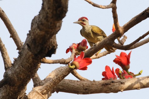 Pic à queue dorée-Campethera abingoni - Golden-tailed Woodpecker (1).jpg