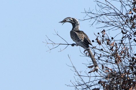 Calao à bec noir-Tockus nasutus-African Grey Hornbill (9) copie.jpg