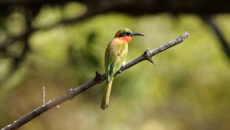 Guêpier à gorge rouge-Merops bulocki-Red-throated Bee-eate 1 (2).JPG