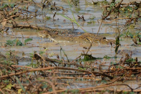 crocodile du Nil-Crocodylus niloticus Laurenti 1 (3) copie.jpg